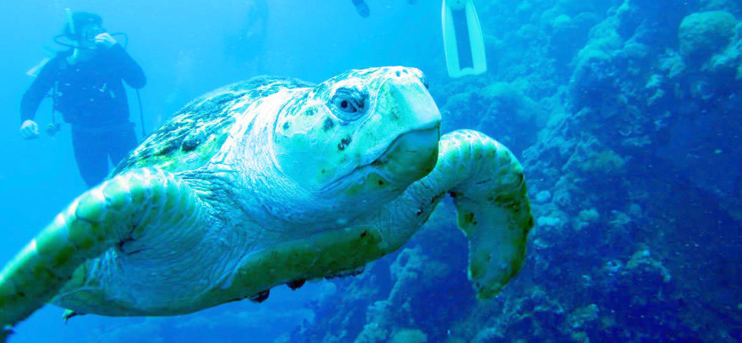 Yongala Wreck Dive Townsville