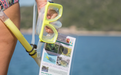 Explore the Magnetic Island Snorkel Trails